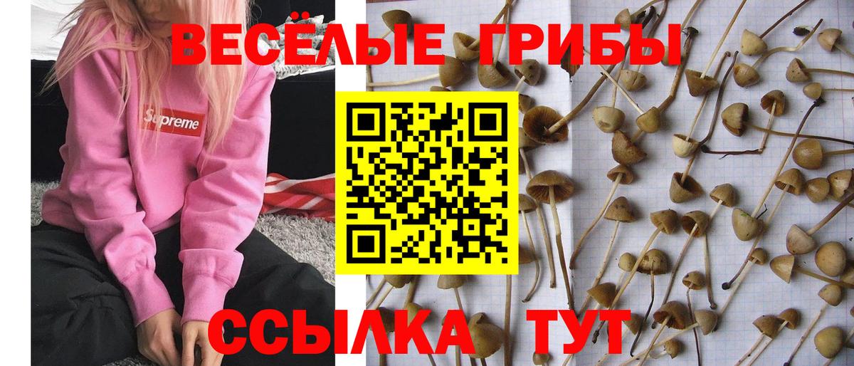 Галлюциногенные грибы Psilocybine cubensis  Вход с VPN  Карпинск 